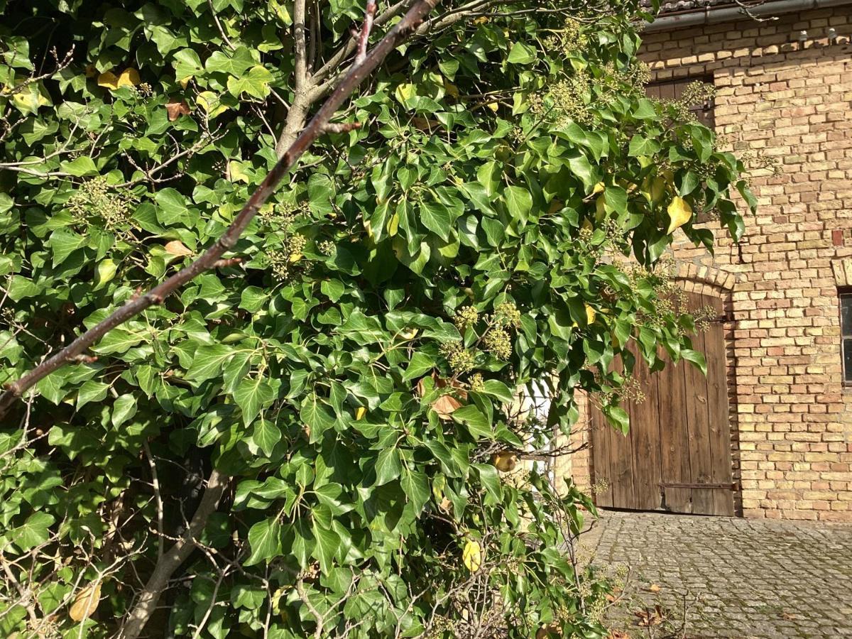 Haus Lies Apartman Rehfelde Kültér fotó